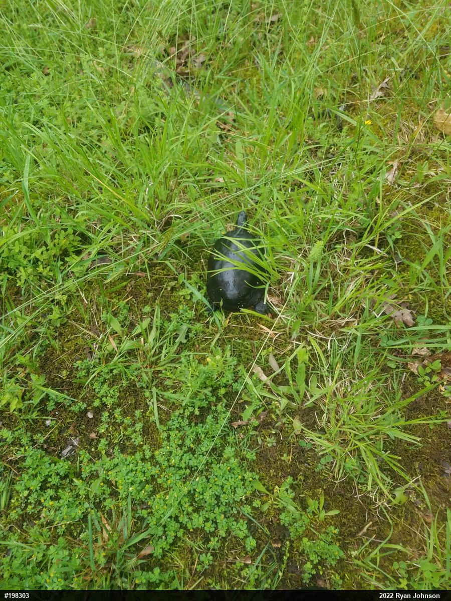 Painted Turtle