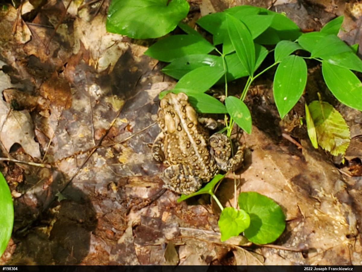 Eastern American Toad