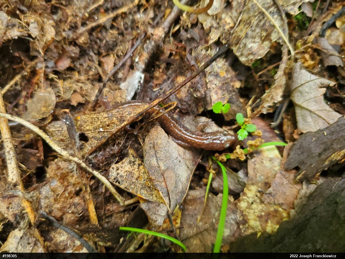 Eastern Red-backed  Salamander