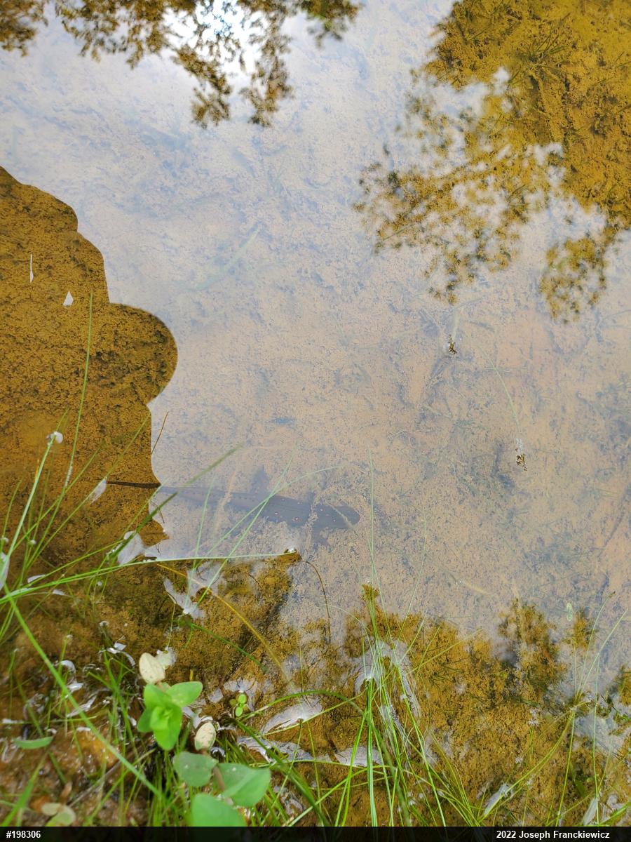 Red-spotted Newt