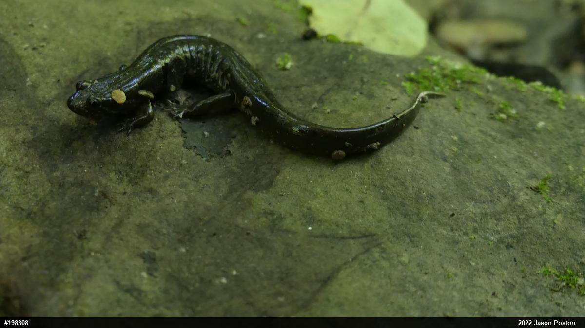 Northern Dusky Salamander
