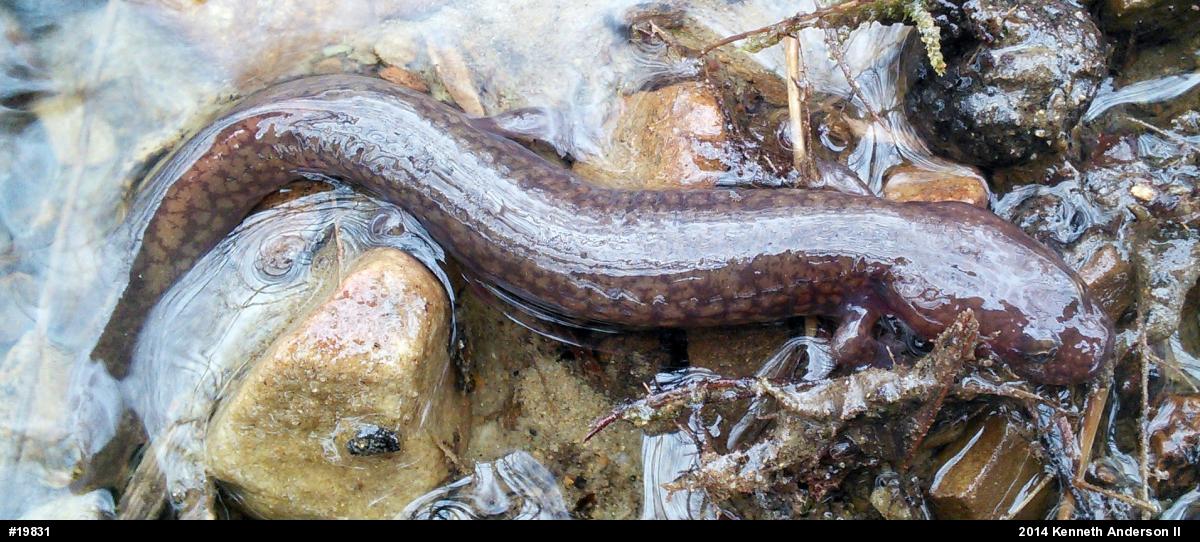 Northern Spring Salamander