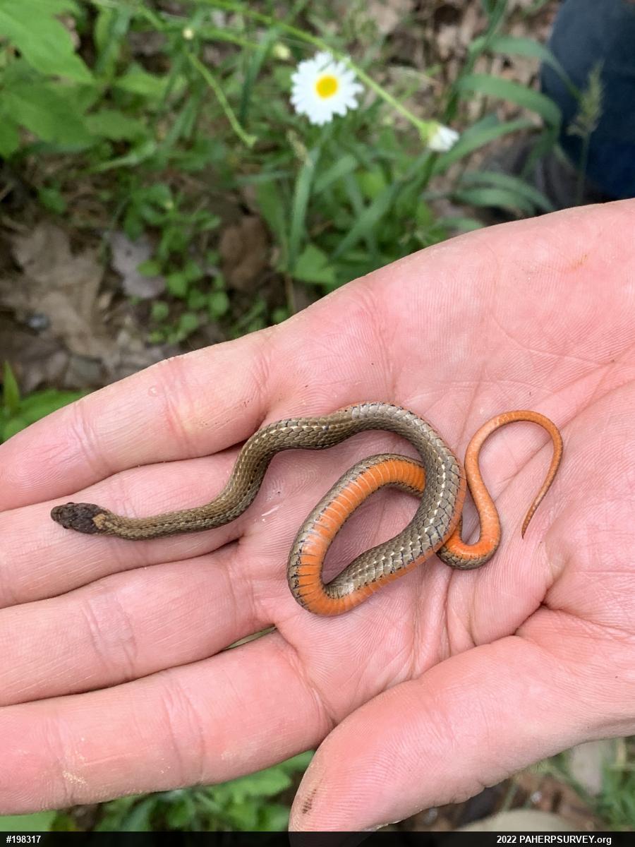 Red-bellied Snake