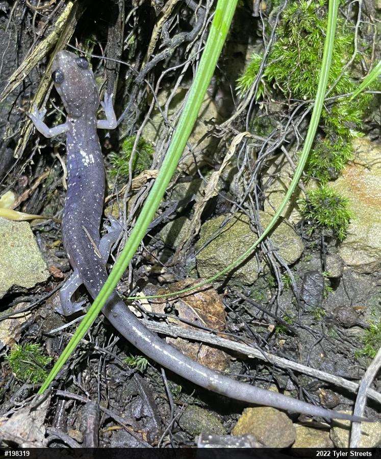 Wehrle's Salamander