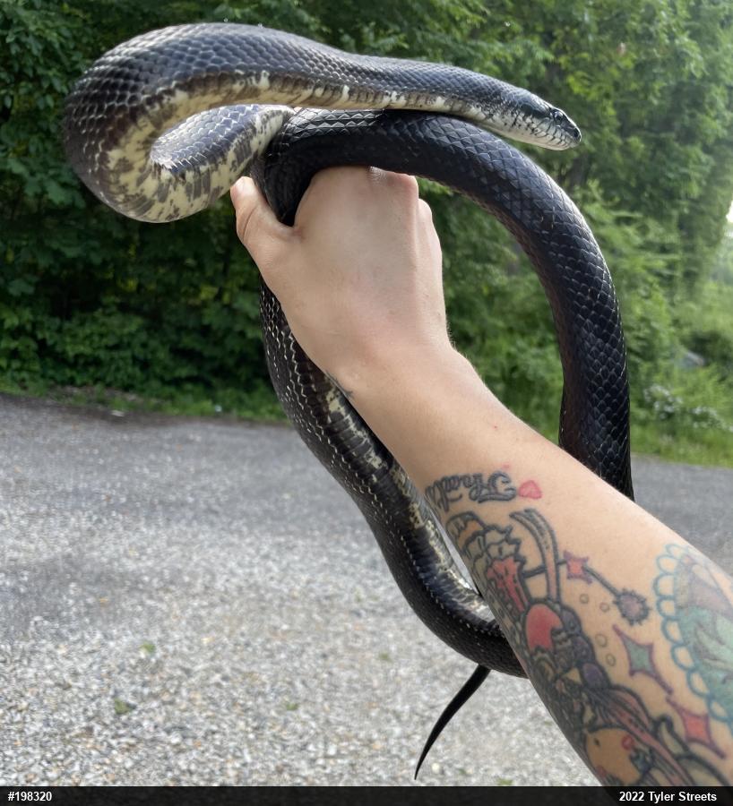 Eastern Ratsnake