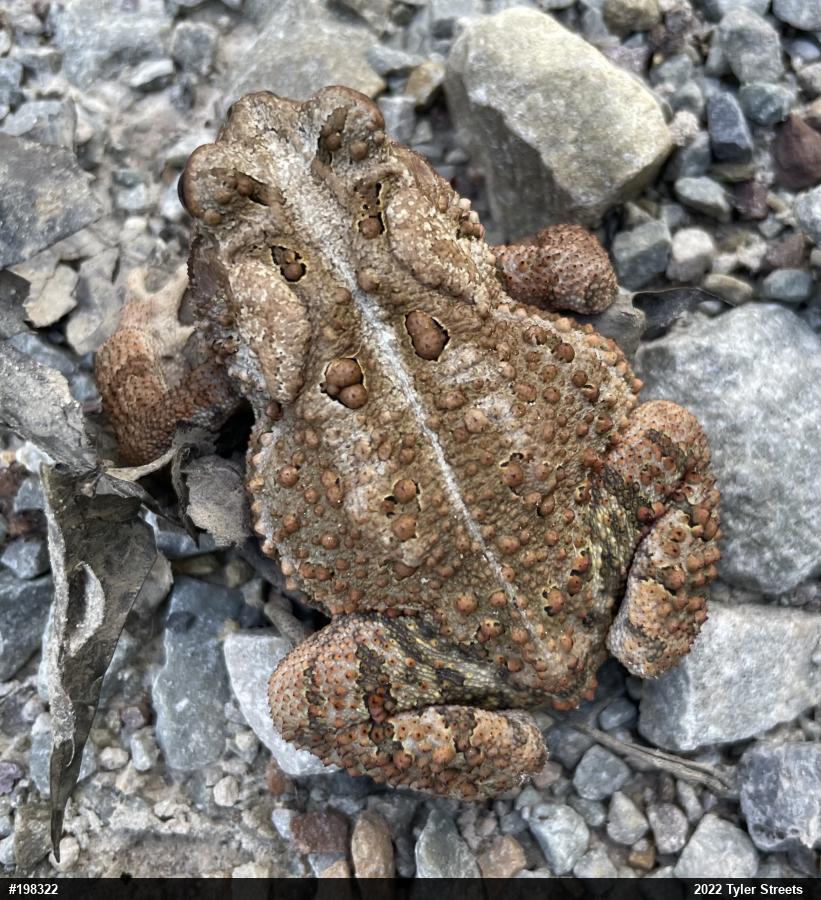 Eastern American Toad