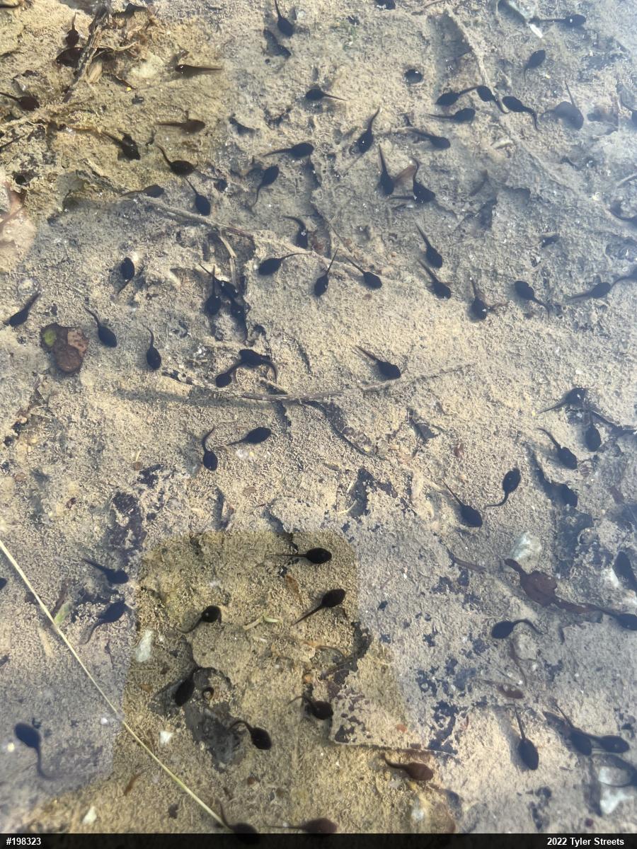 Eastern American Toad