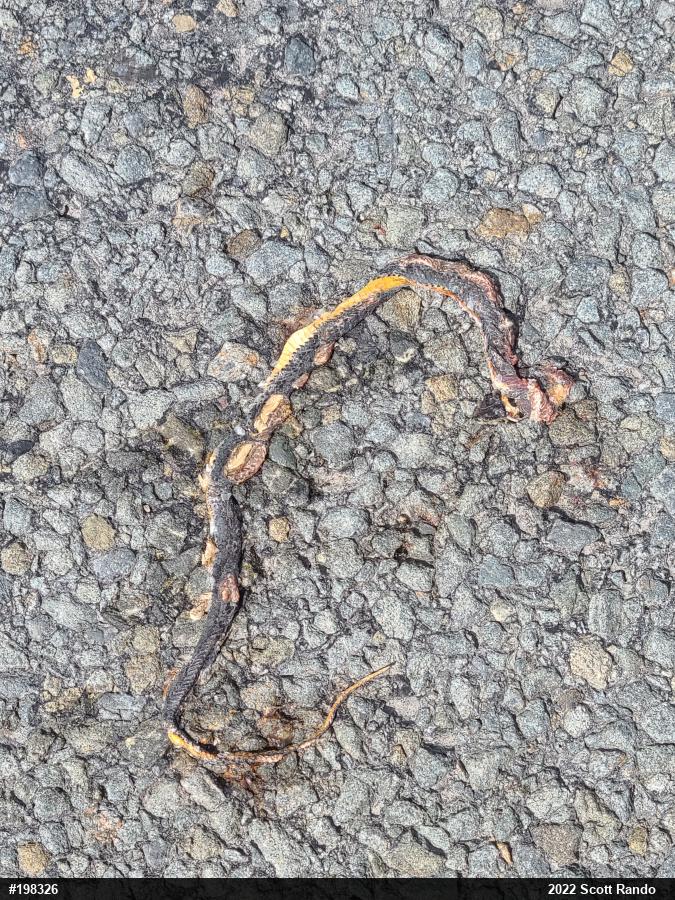 Northern Ring-necked Snake