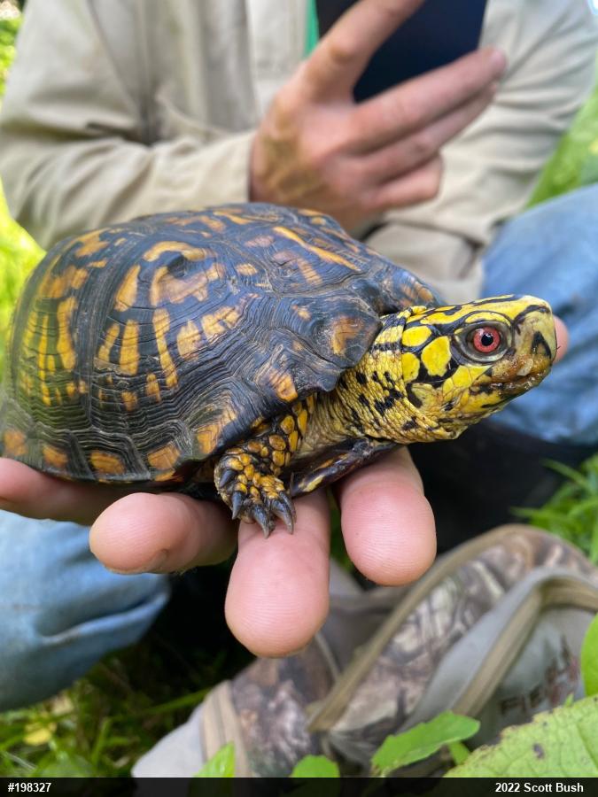 Eastern Box Turtle