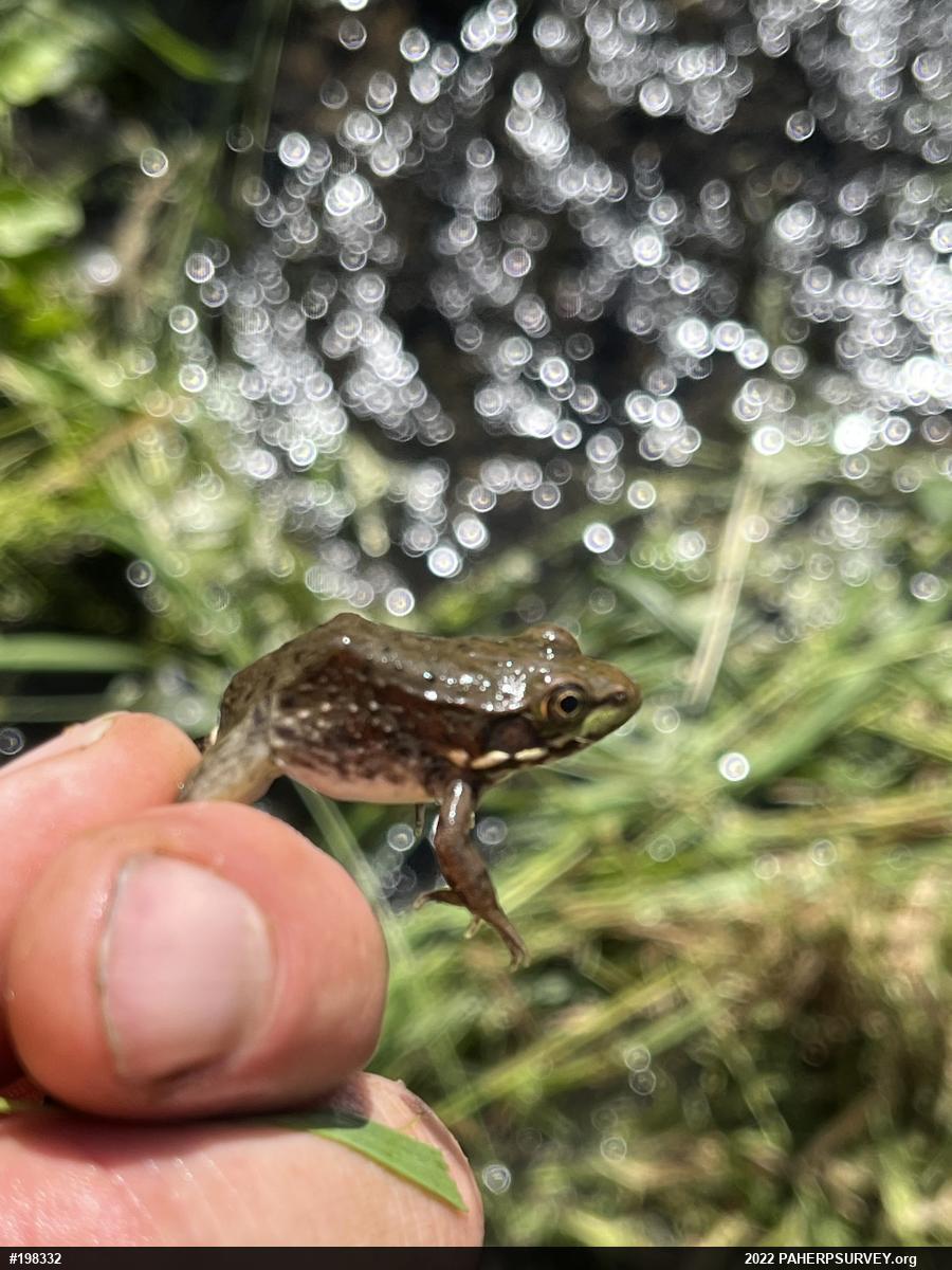 Green Frog