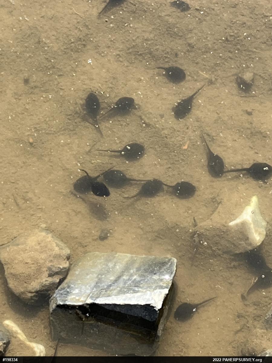 Eastern American Toad