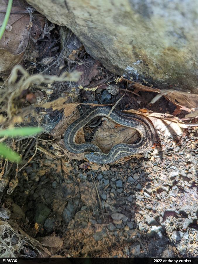 Eastern Gartersnake