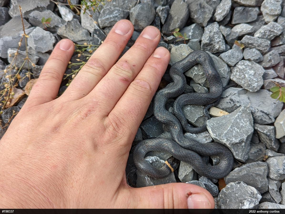 Northern Ring-necked Snake