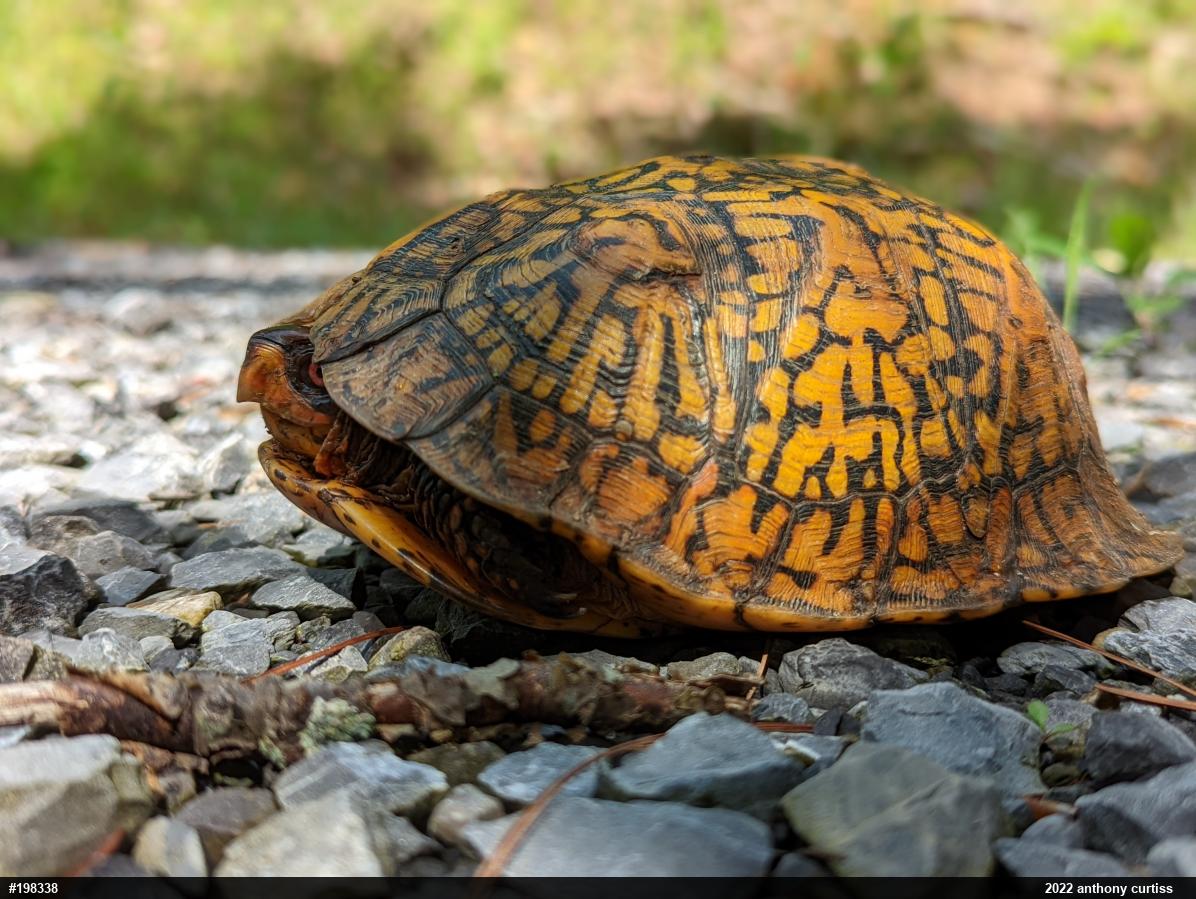 Eastern Box Turtle