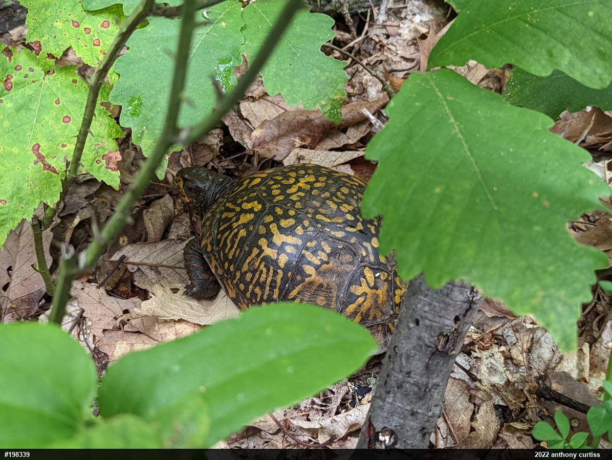 Eastern Box Turtle