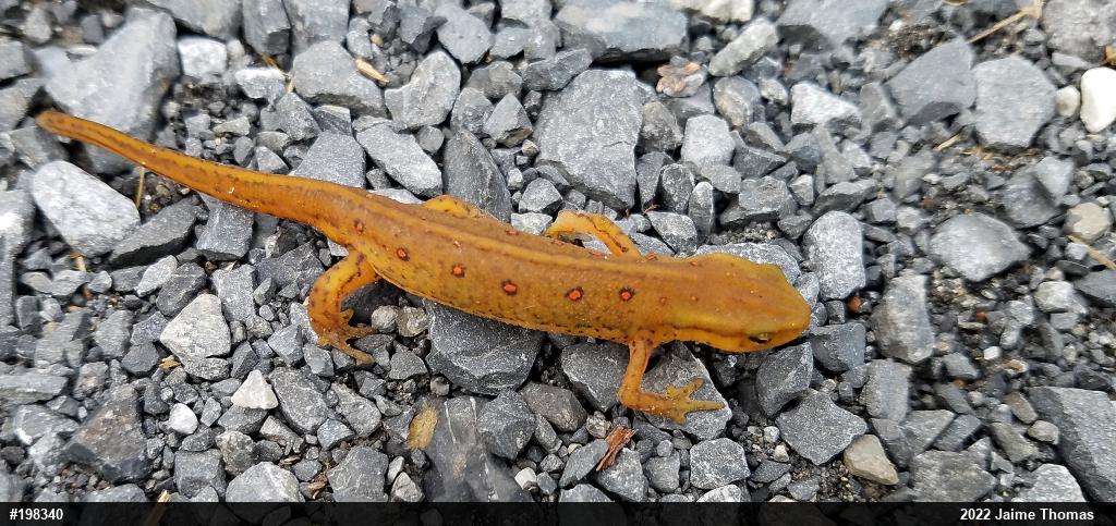 Red-spotted Newt