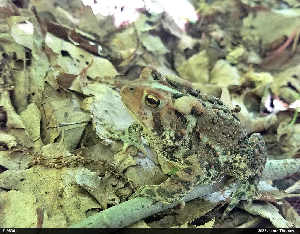 Eastern American Toad