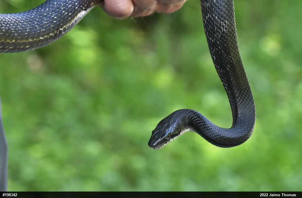 Eastern Ratsnake