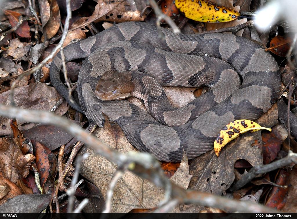 Northern Copperhead