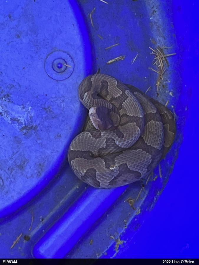 Northern Copperhead