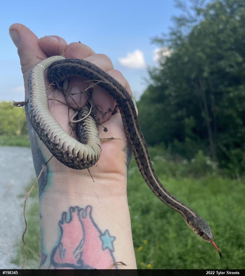Eastern Gartersnake
