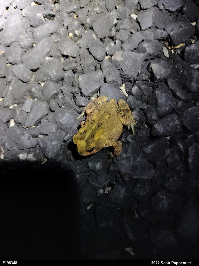 Eastern American Toad