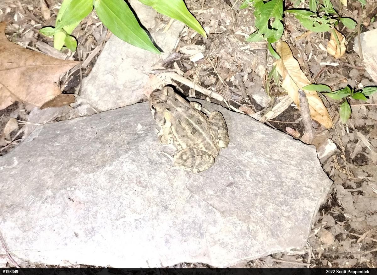 Fowler's Toad