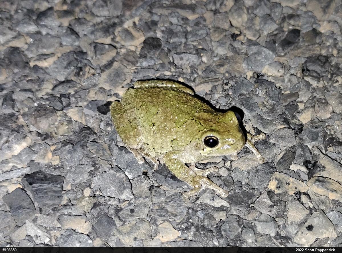 Unknown Gray Treefrog