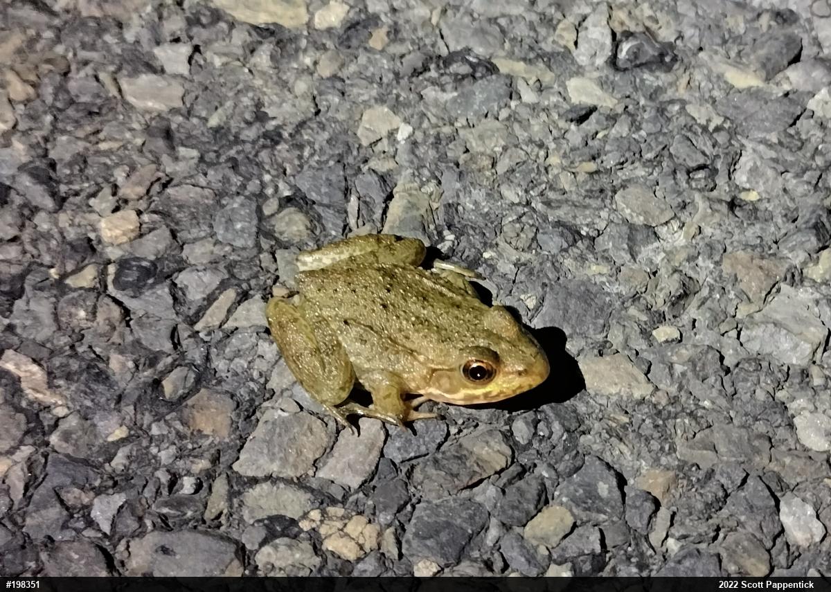 Green Frog
