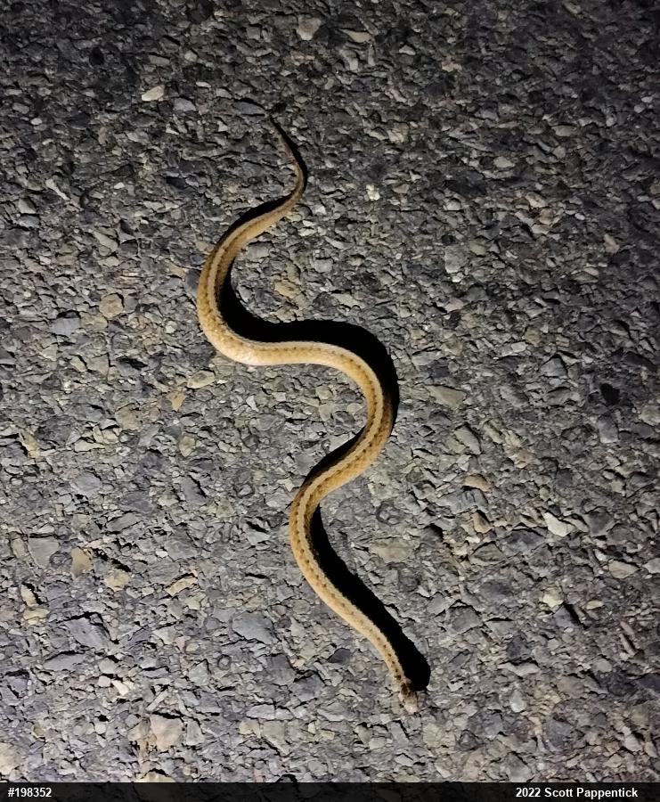 Dekay's Brownsnake