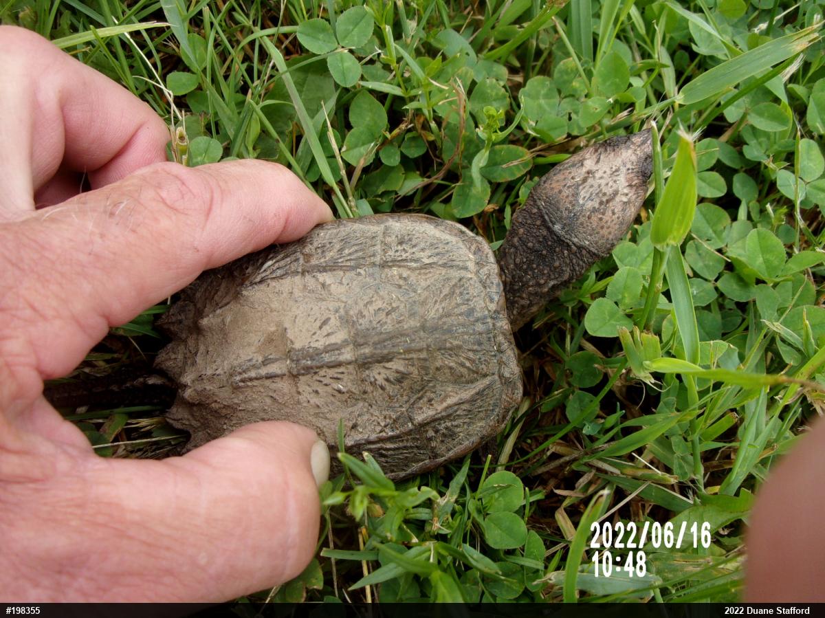 Snapping Turtle
