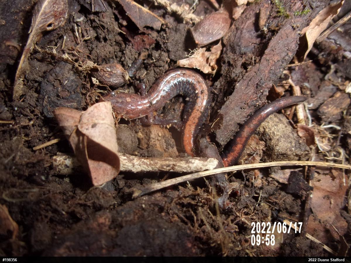 Eastern Red-backed  Salamander