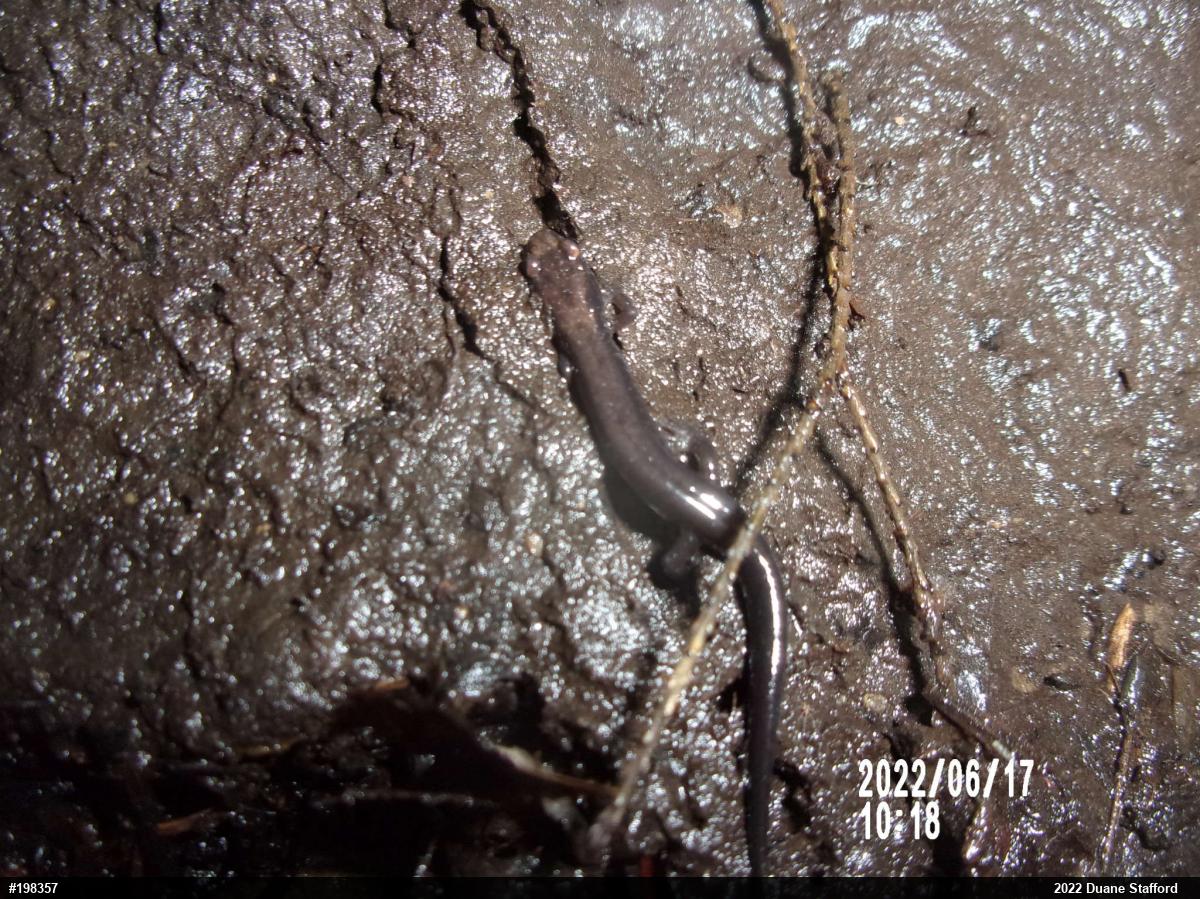 Allegheny Mountain Dusky Salamander