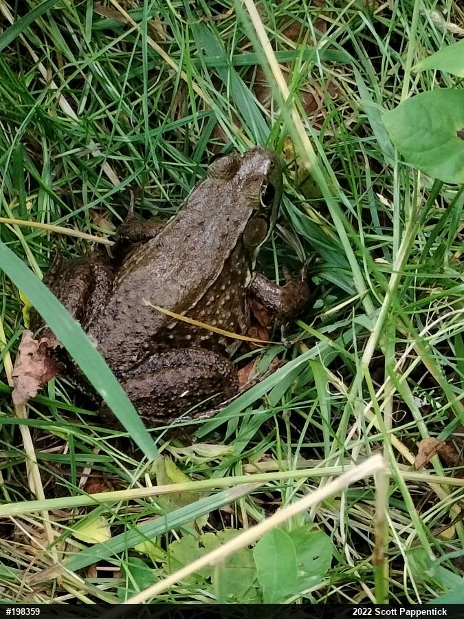 Green Frog