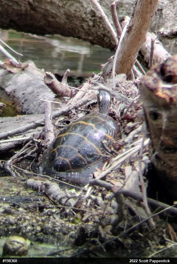 Eastern Painted Turtle
