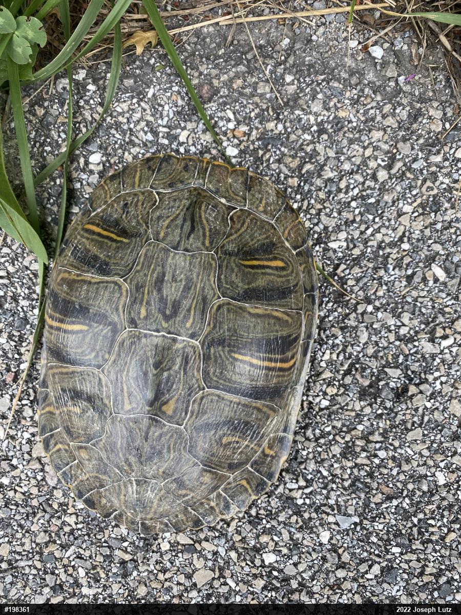 Red-eared Slider