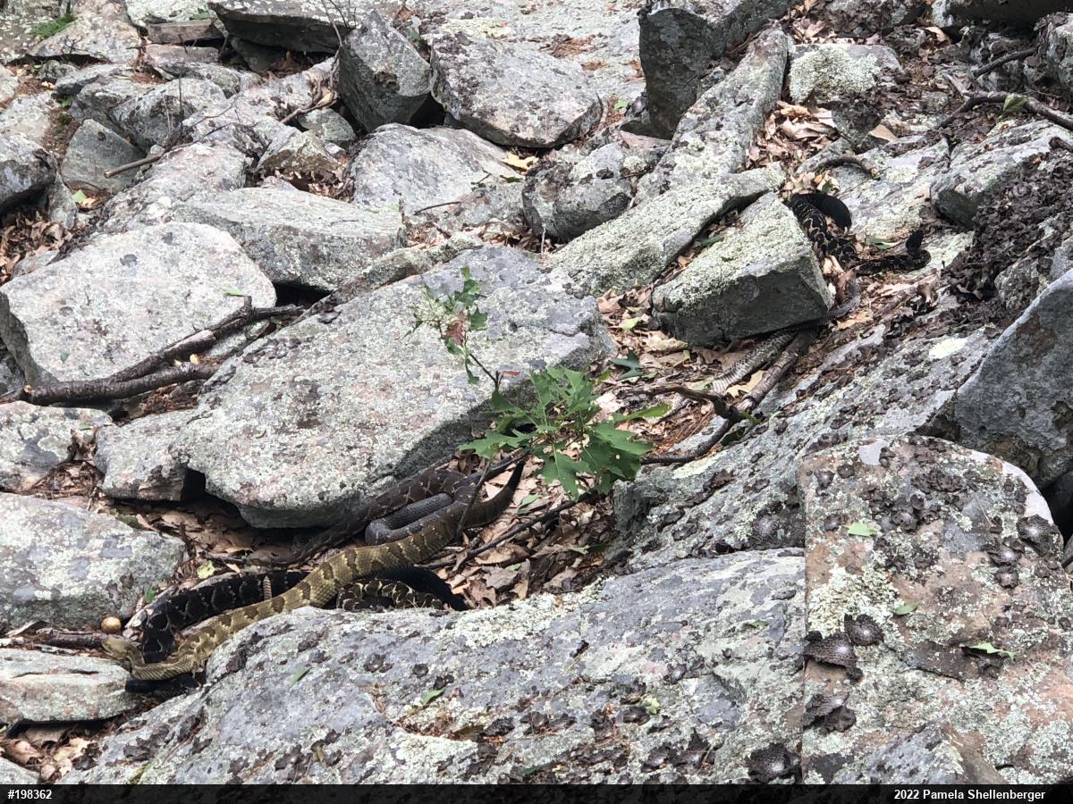 Timber Rattlesnake