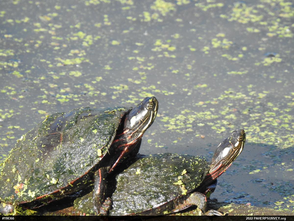 Painted Turtle