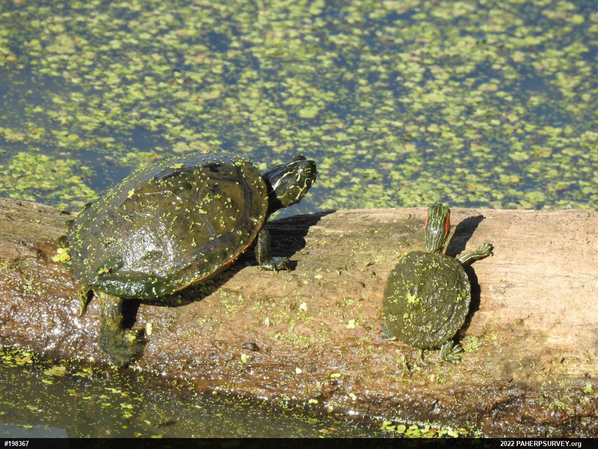 Red-eared Slider