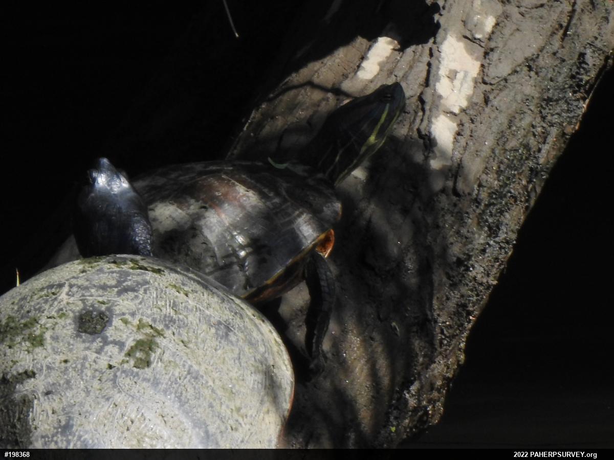 Red-eared Slider
