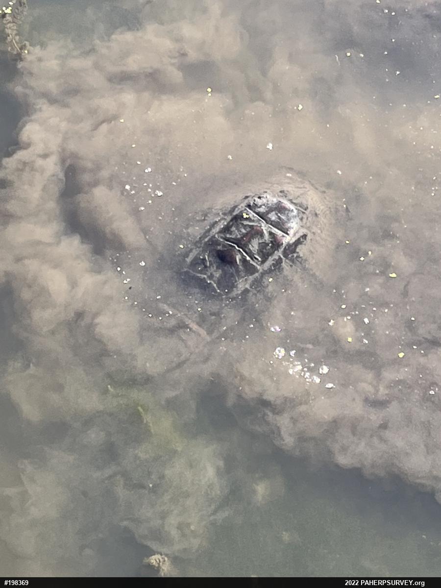 Snapping Turtle