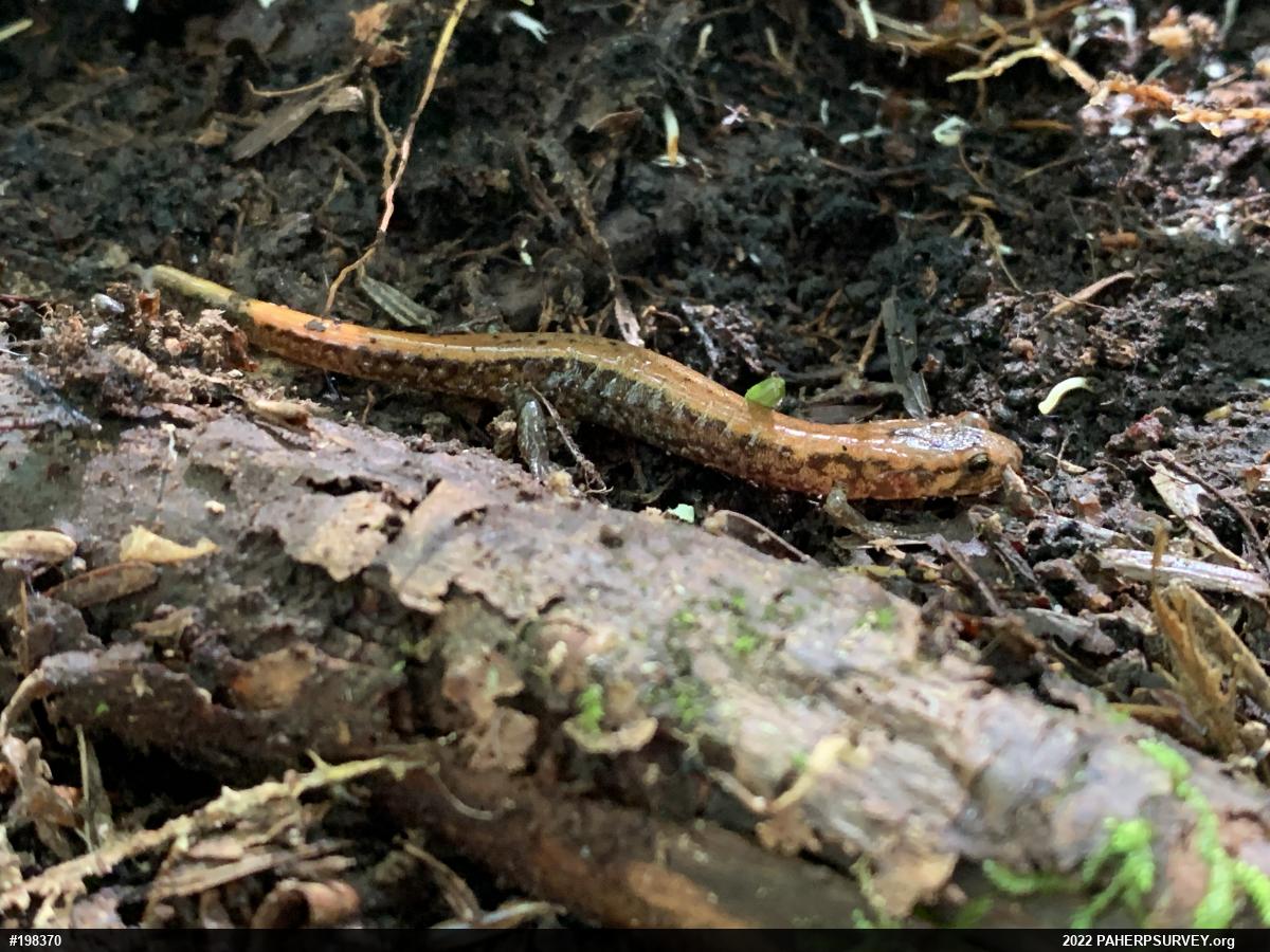 Allegheny Mountain Dusky Salamander