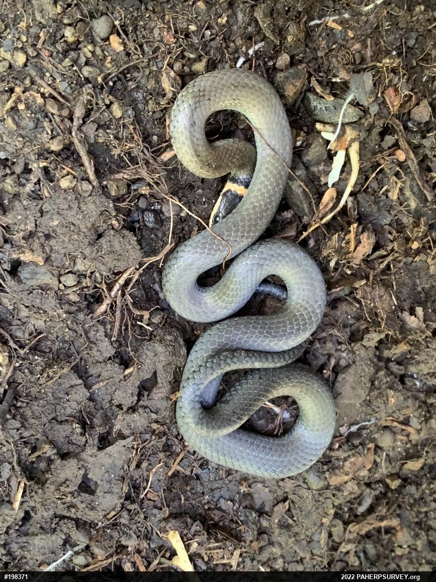 Northern Ring-necked Snake