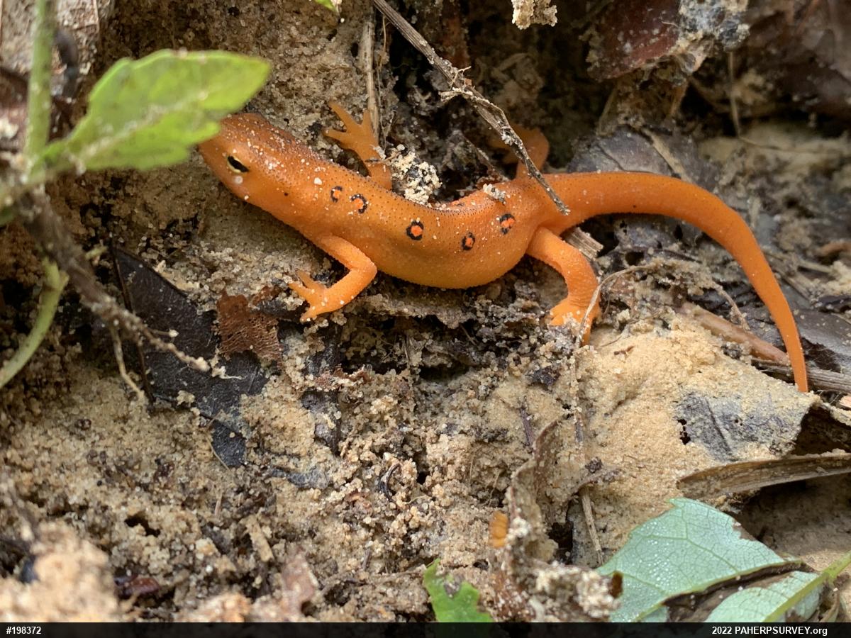 Red-spotted Newt