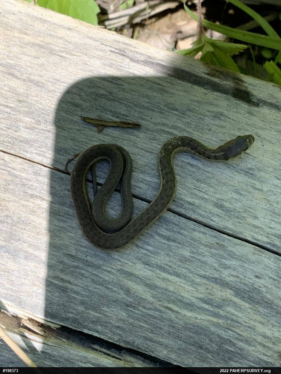 Eastern Gartersnake