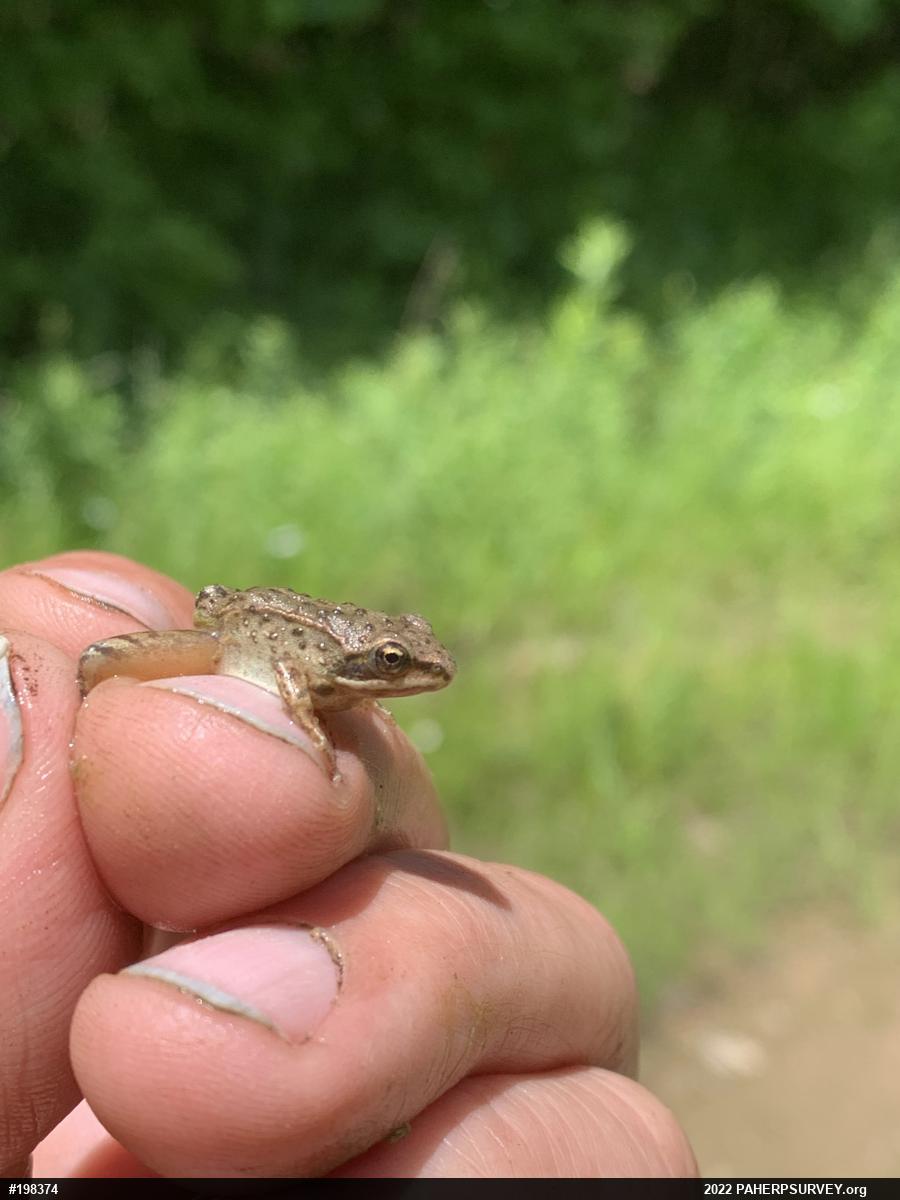 Wood Frog