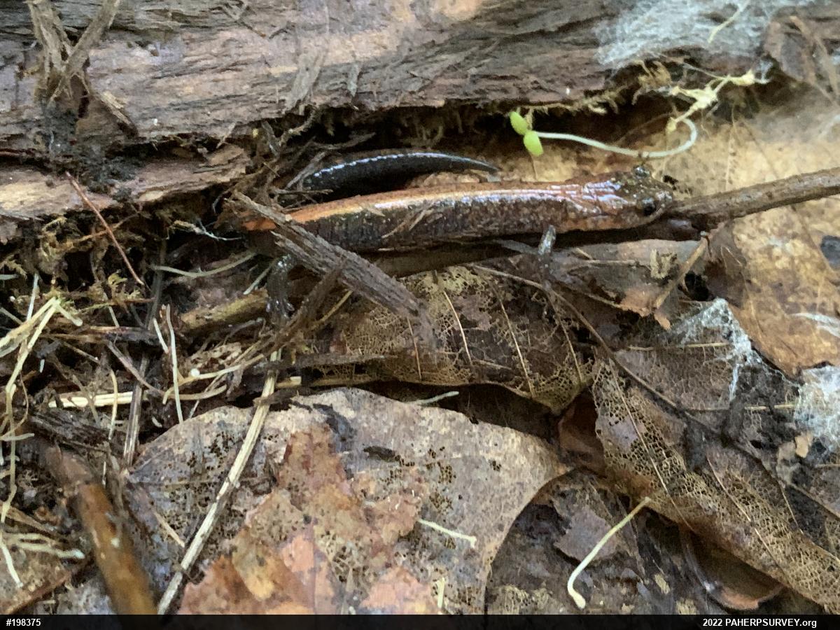Eastern Red-backed  Salamander