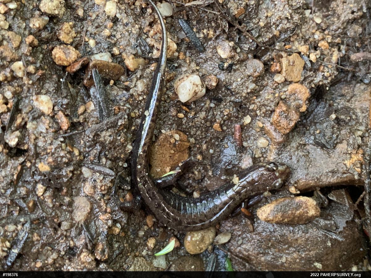 Allegheny Mountain Dusky Salamander