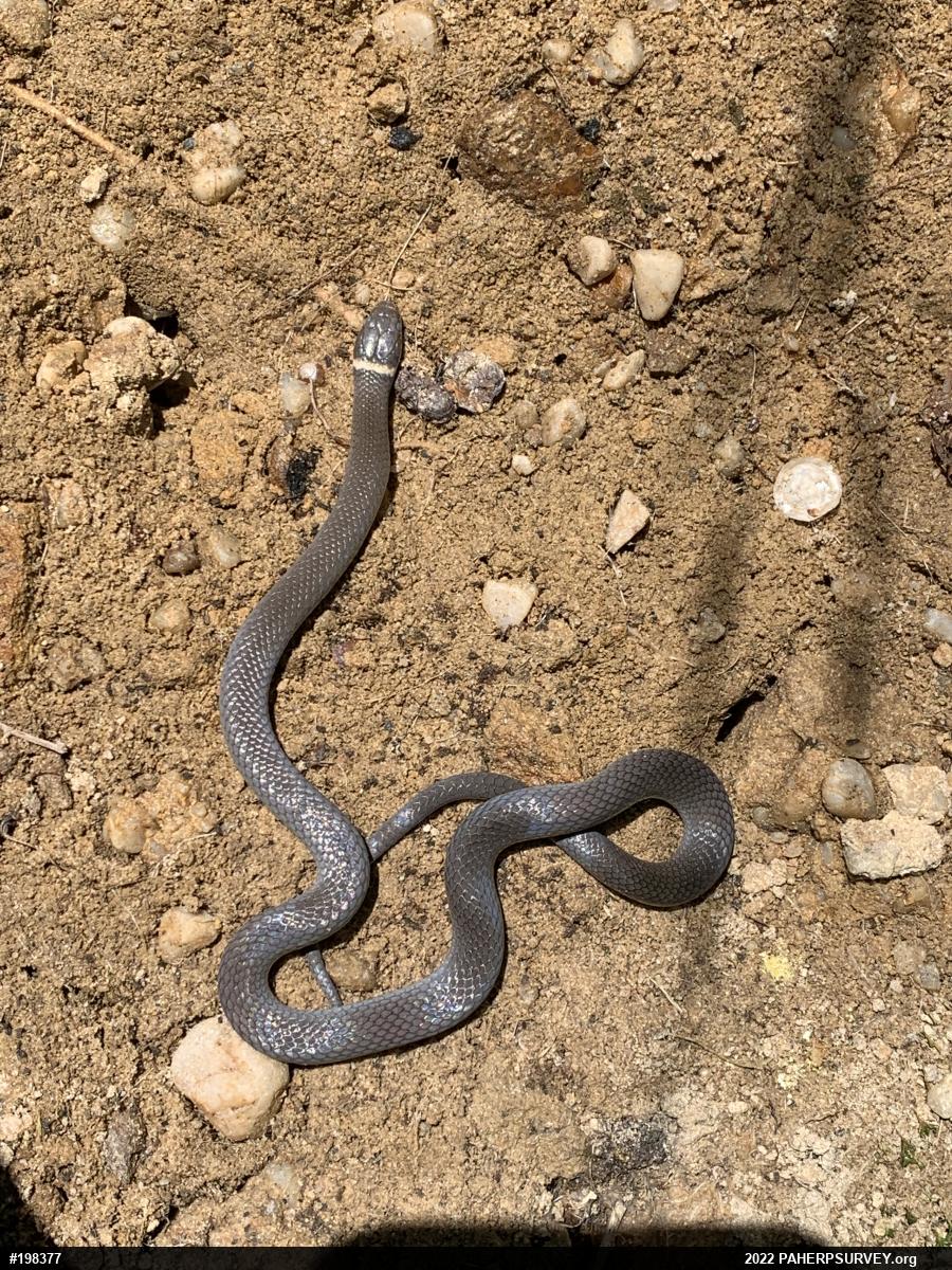Northern Ring-necked Snake