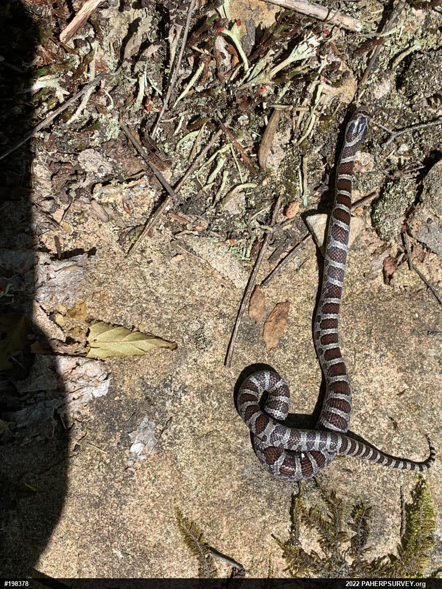 Eastern Milksnake